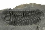 Morocops Trilobite With Excellent Eyes - Ofaten, Morocco #197139-1
